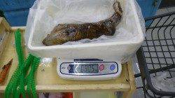 すさみ地磯ヤエンでゲット、今のところボウズはなし！！