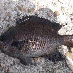 本荘人工島、サビキで小魚の数釣りを楽しみました★