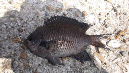 本荘人工島、サビキで小魚の数釣りを楽しみま…