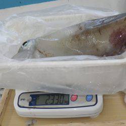 富田地磯 ヤエンでアオリイカ2330g