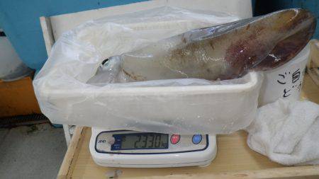 富田地磯 ヤエンでアオリイカ2330g