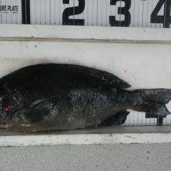 『久しぶりのグレに満足！』伊古木フカセ釣果