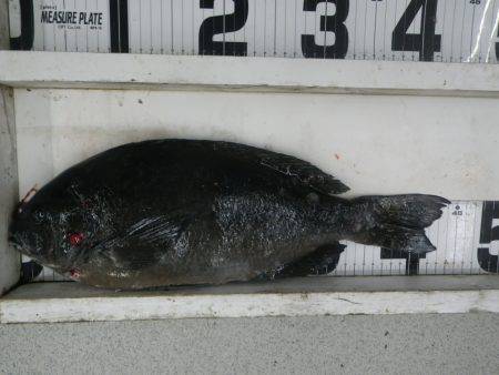 『久しぶりのグレに満足！』伊古木フカセ釣果…