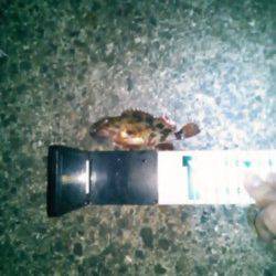 雑賀崎　メバリングでメバル狙いもガシラが2匹☆