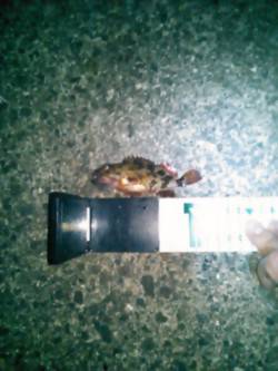 雑賀崎　メバリングでメバル狙いもガシラが2…