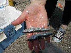 【イワシ釣れてる】鳴尾浜ＲＴ！