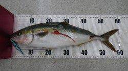 白浜地磯で1投目で大物HIT！！