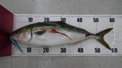 白浜地磯で1投目で大物HIT！！