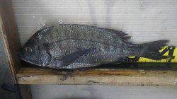 天神崎での紀州釣り