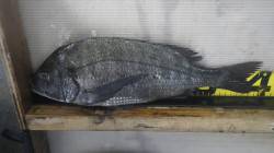 天神崎での紀州釣り