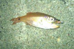 柏漁港　アジングでアジ狙いも2匹　ネンブツダイの猛攻に…