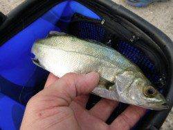 神戸各地ＲＴ　青ベラなど