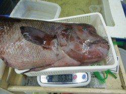 市江　カンダイの8.6kg 74cmの釣果