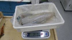 市江崎　エギングでアオリイカ1410g