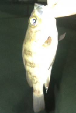 淡輪　仲間4人でメバリング釣行　友人もメバ…