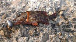 本荘人工島 夕方の探り釣りでガシラ・アイナメ・海タナゴ