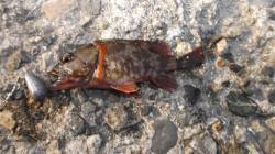 本荘人工島 夕方の探り釣りでガシラ・アイナ…