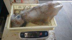 2キロアップ連発！田辺沖磯でのヤエン釣り