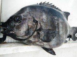 すさみ地磯でぶっ込み、50cmオーバーのイシダイ！！