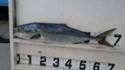 周参見地磯でショアジギング、メジロ69cm…