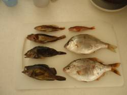 本荘人工島で胴突き☆子持ちタナゴ☆