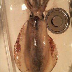 南塩谷　早朝からのヤエンでアオリイカ2,536g！キッズ釣果☆