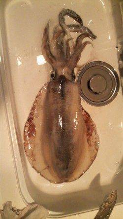 南塩谷　早朝からのヤエンでアオリイカ2,536g！キッズ釣果☆