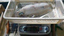 見草エギング釣行♪　アオリ775g