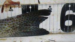 日置　フカセ釣りでコロダイ55.5cm