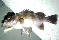 泉州でメバリング、1/3はアシストフックに掛かっていました♪