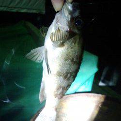 樽井で深夜にメバリング釣行★