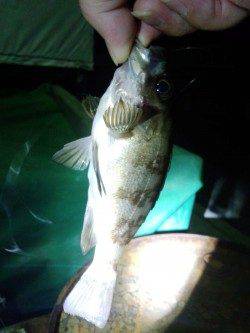 樽井で深夜にメバリング釣行★