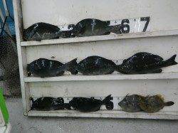 串本の磯　フカセでグレ30-36cm７尾