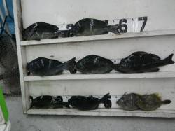 串本の磯　フカセでグレ30-36cm７尾