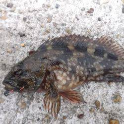 本荘人工島 探り釣りでメバル・ガシラ・アイナメなど7目釣り