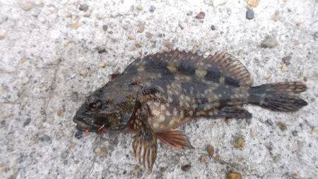 本荘人工島 探り釣りでメバル・ガシラ・アイナメなど7目釣り