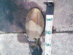 三尾漁港　夕方のエギングでコウイカ1.3kg アオリは次回に