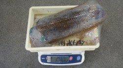堺沖磯　ヤエンでアオリイカ2～2.56kg3バイ