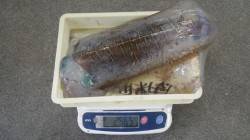 堺沖磯　ヤエンでアオリイカ2～2.56kg…