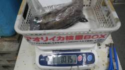 天神崎　ヤエンでアオリイカ1kg