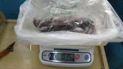 袋の地磯でヤエン釣り、3キロのアオリイカ！…