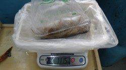 袋の地磯でヤエン釣り、3キロのアオリイカ！