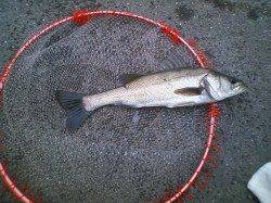 大阪南港でエビ撒き釣り、日が暮れる前にハネＧＥＴ！