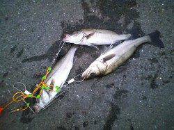 大阪南港でエビ撒き釣り、日が暮れる前にハネＧＥＴ！