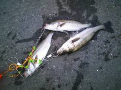 大阪南港でエビ撒き釣り、日が暮れる前にハネ…