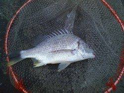 大阪南港　エビ撒きでキビレ＆セイゴ・ハネ