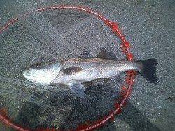 南港エビ撒き釣果☆三度目の正直☆