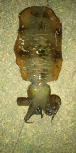 太地くじら浜公園　連休明けにヤエンでアオリイカ狙い☆