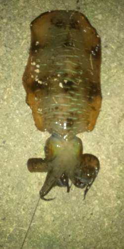 太地くじら浜公園　連休明けにヤエンでアオリ…