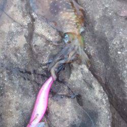 太地くじら浜公園でのエギング釣果、夕方にヒット！